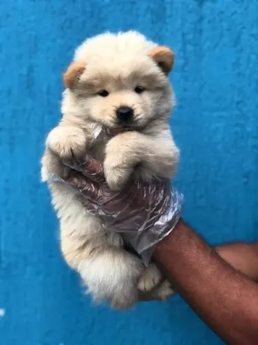 Chow-chow ligue para adquirir conosco *   