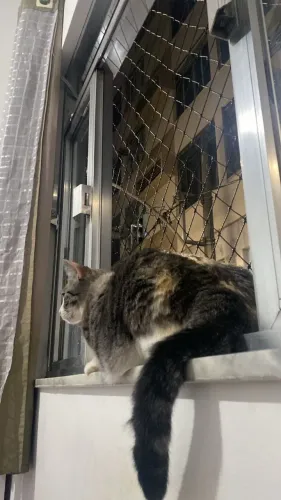 Redes de Proteção para Janelas - Segurança para Gatos Em Jf - Mg