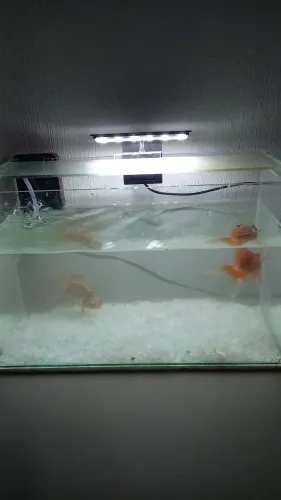 Aquário 20L com bomba e Luz
