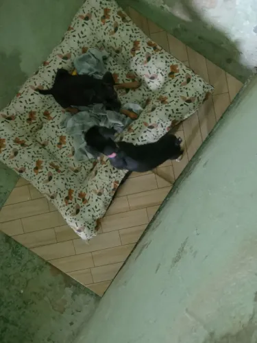 Cachorrinho Pincher com calcinha
