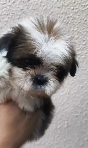 Vende-se filhote Shitzu macho
