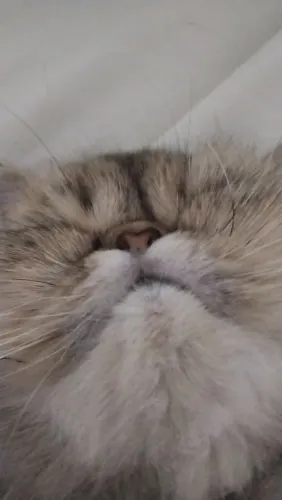Procura gato persa.