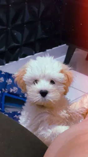 Vendo filhote de lasha Apso macho 3 meses