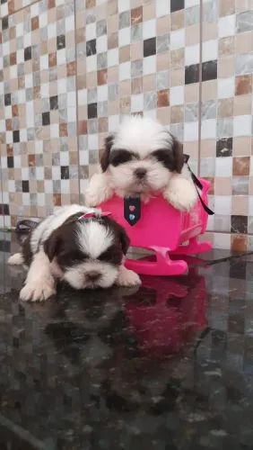 Shih Tzu Mini