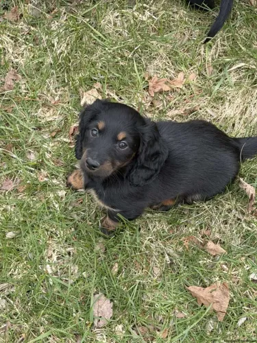 Dachshund pelo longo | Seu novo parceiro de aventura 