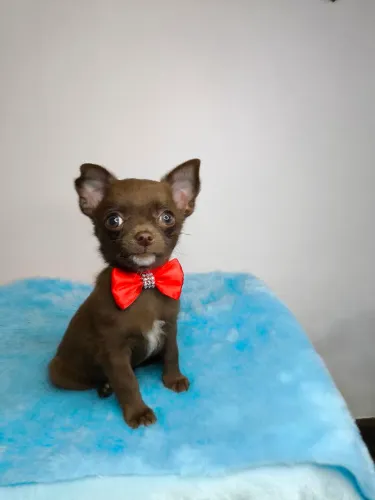 Chihuahua filhote macho micro