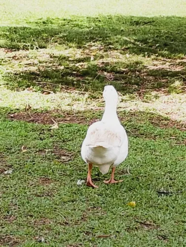 Gansos 