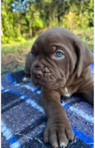 Cachorro carne corso 