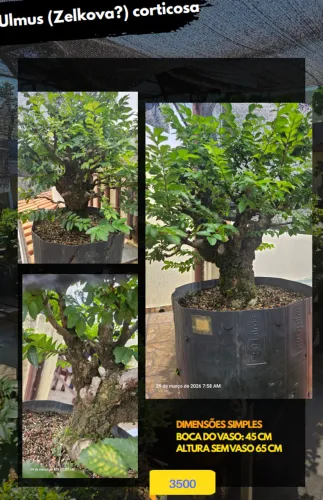 Pré-bonsai 2 ulmus (zelkova) corticosa Bonsai Campo