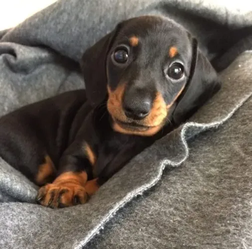 Dachshund Encontra Espaço No Seu Coração
