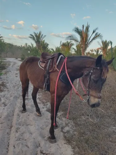 Cavalo de direita