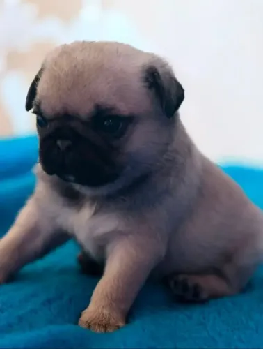 Filhote fêmea de pug