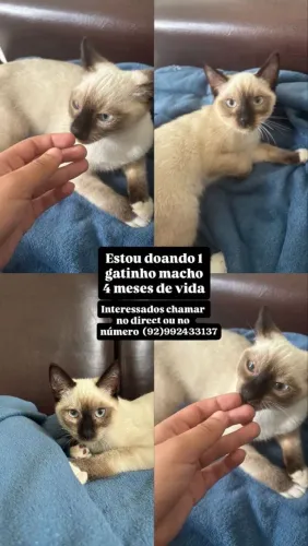 Gato filhote para adoção responsável 