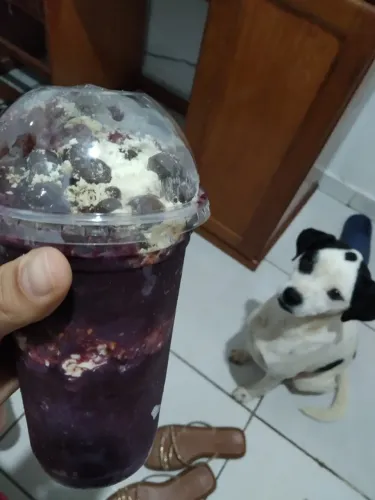 cachorro vira lata