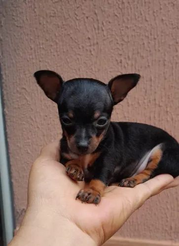 Pinscher fêmeas 00