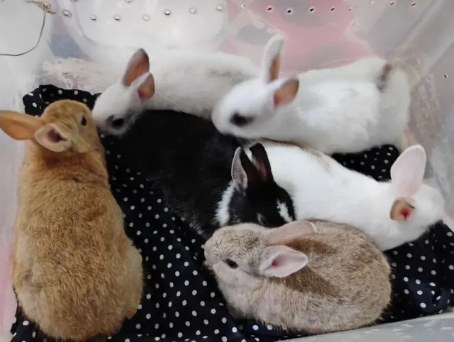 Vendo coelhos 