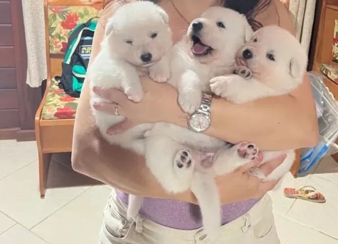 Cachorro pastor branco