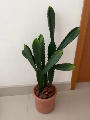 Cacto artificial
