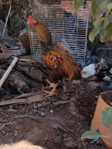 Galo grande suro com brincos