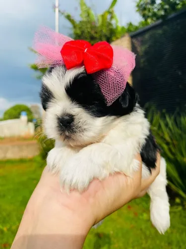 Lhasa Apso,Lhasa Apso Filhote Linda Linhagem Disponível