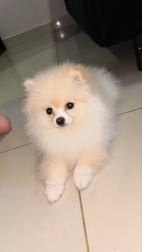 Lulu da Pomerania Spitz alemão anão filhote creme macho