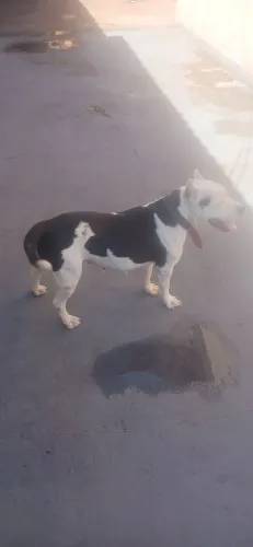 Vendo r$ 800 raça Pit Bull monstro fêmea três anos boa para guarda vacinada carteirinha