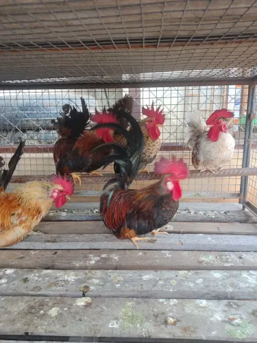 Vende-se galinhos nagazak