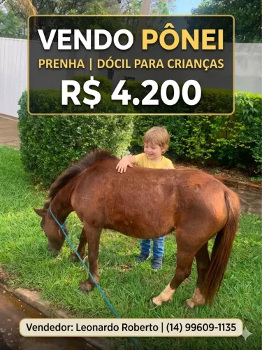 Pônei prenha para criança