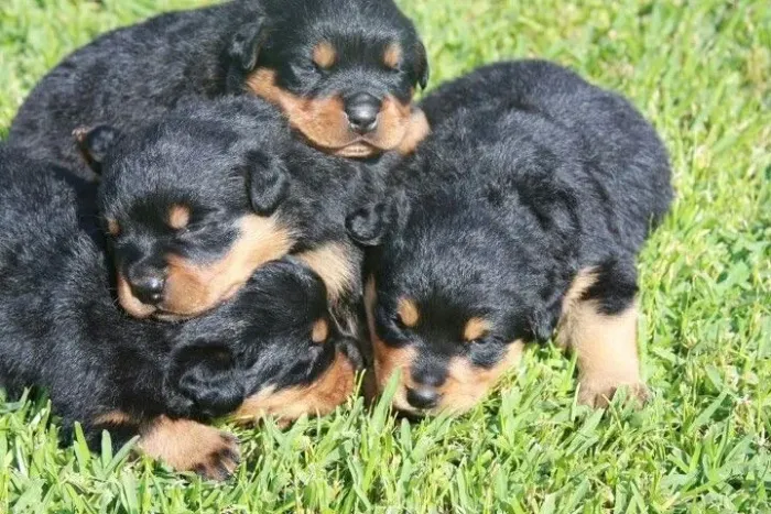 Rottweiler lindos filhotes