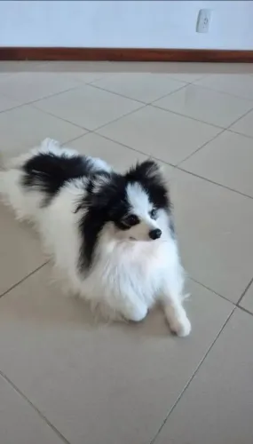 Spitz alemão para cruzar