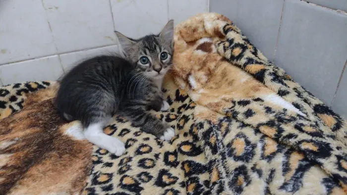 Gatinho para adoção 