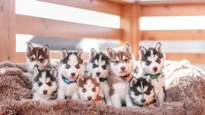 Filhote de Husky Siberiano O Filhote Que Encanta Pela Beleza