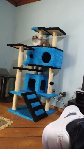 Casinha para gatos azul