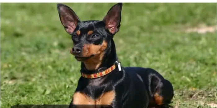 Vendo pinche 8 meses valor negociado fêmea