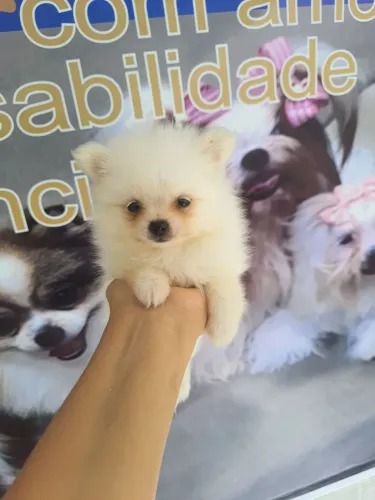 Spitz alemão