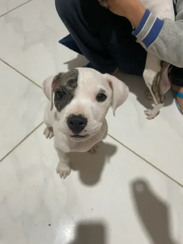 Vende se filhote de pitbull com dogo
