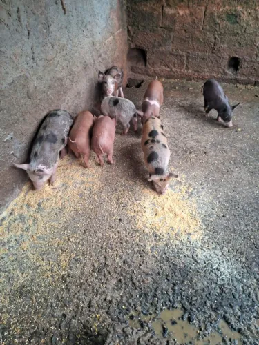2 porcas e 8 leitões