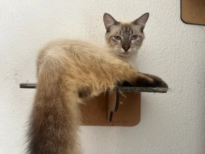 Gatinho branco com cinza - 6 meses