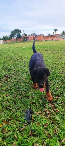 Cachorro 