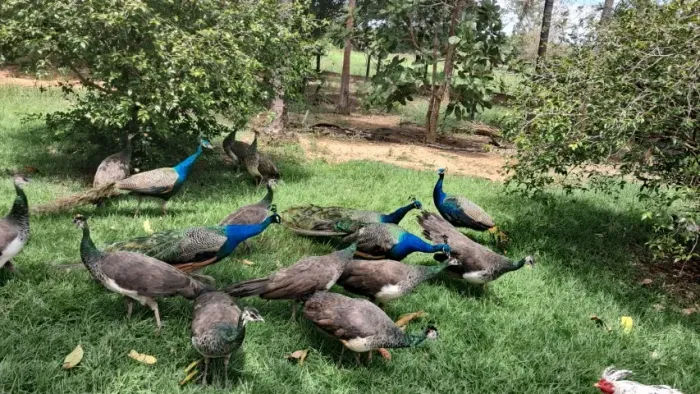 PAVÃO AZUL