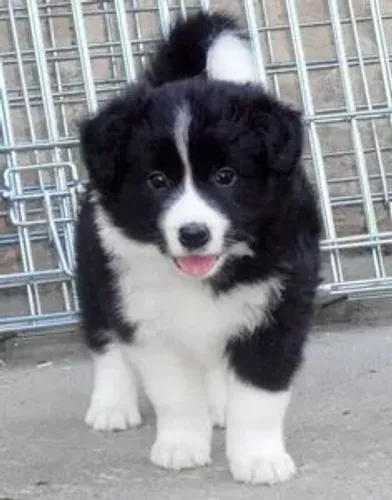 Border Collie filhote -carinha fofa 