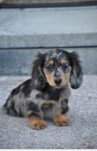 Teckel Daschund salsichinha pelo longo e pelo curto 