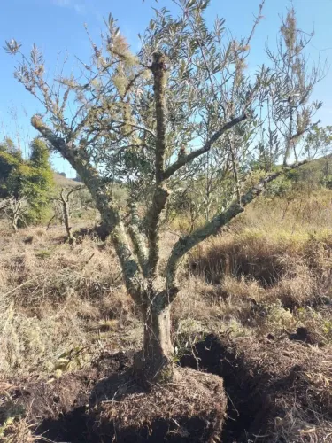 Oliveiras Adultas