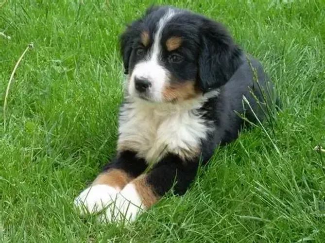 Com o Bernese por perto, a tranquilidade reina.