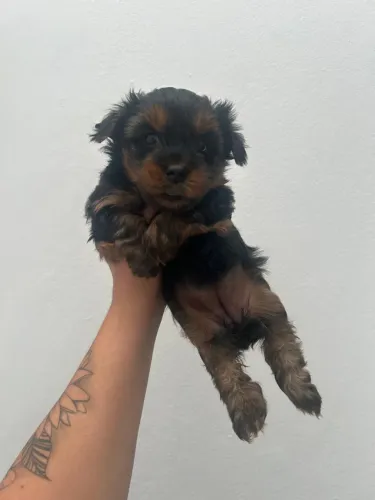 Filhote de Yorkshire Terrier: Fofura em Miniatura!