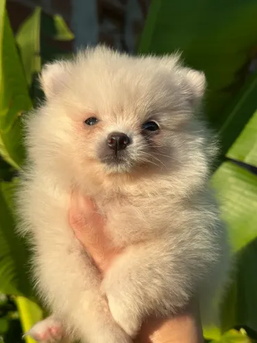 spitz alemão- Pronto para encantar você e sua família- 45 dias 