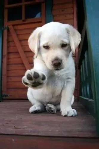 Filhotes de labrador ... encanta só pela patinha