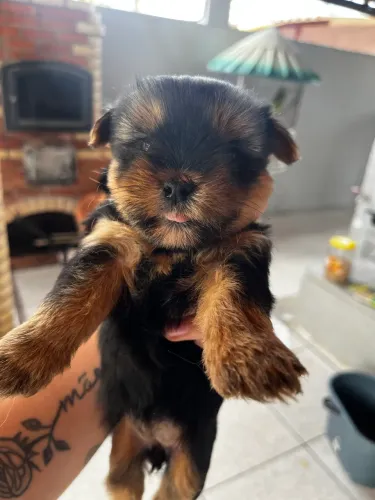 filhotes de yorkshire