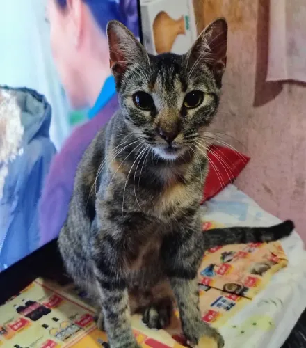 Gata Castrada pra doação responsável 