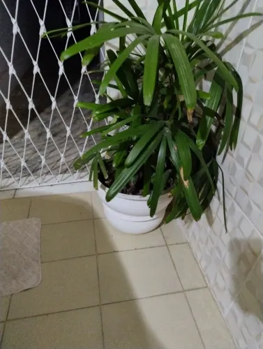 Vendo plantas 